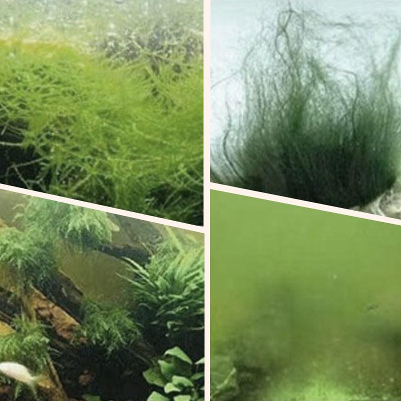 🎉Buy More Save More💥 Algae & Moss Remover for Fish Tank and Fish Pond - Safe Water Purification - clarioy