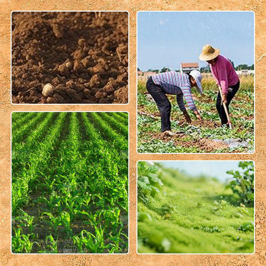 Agricultural Nail Harrow