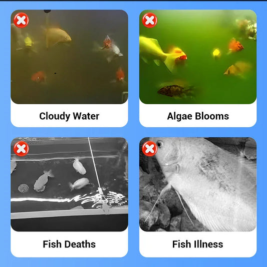 Aquarium problems infographic showing cloudy water, algae blooms, fish deaths, and fish illness.