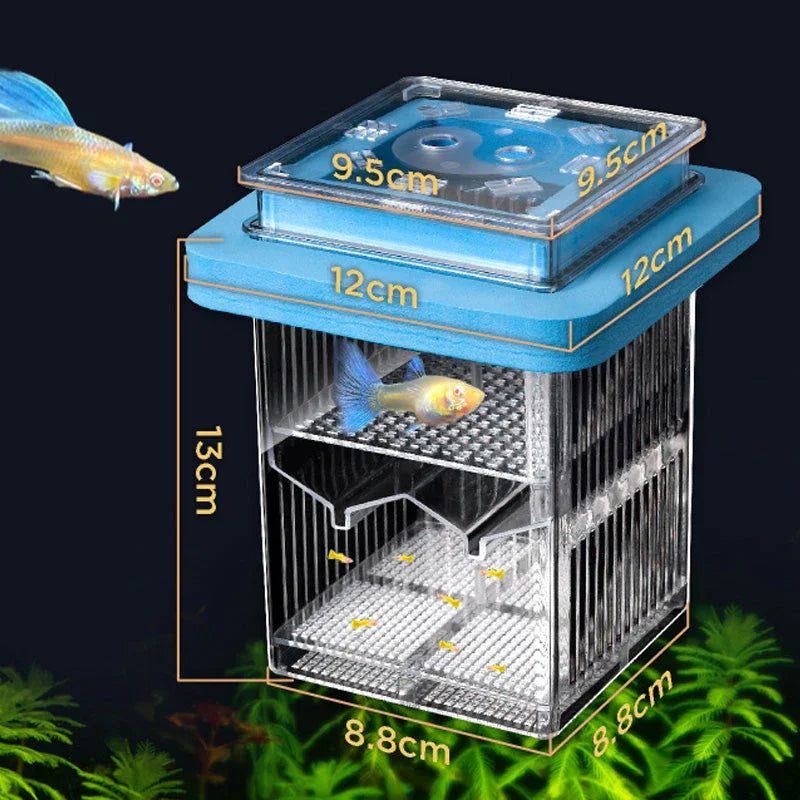 Clear plastic fish breeding box with blue lid, shown with size dimensions and live guppy fish inside, aquarium plants at base