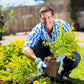 Smiling man gardening outdoors, wearing blue gloves, planting green shrub in yard