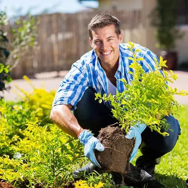 Smiling man gardening outdoors, wearing blue gloves, planting green shrub in yard
