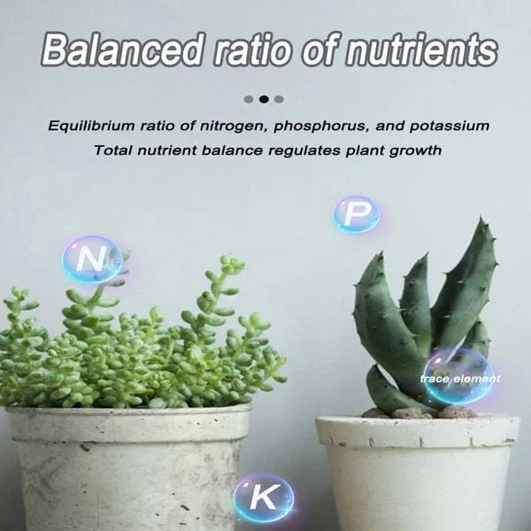 Succulent plants in white pots with nutrient balance symbols N P K, emphasizing plant growth.