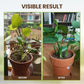 Before and after plant growth in terracotta pots by window, showcasing visible results, clarioy