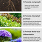 Infographic showing root growth, leafy greens, and purple flowers with plant growth benefits.