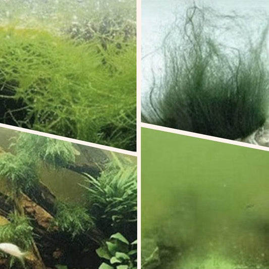🎉Buy More Save More💥 Algae & Moss Remover for Fish Tank and Fish Pond - Safe Water Purification - clarioy