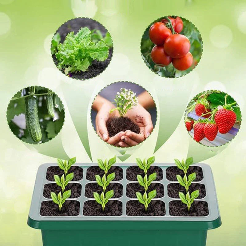 💎50% OFF! 💎 Grow Trays with Grow Light – Humidity Control, Transparent, and Full-Spectrum Light 🌱💡