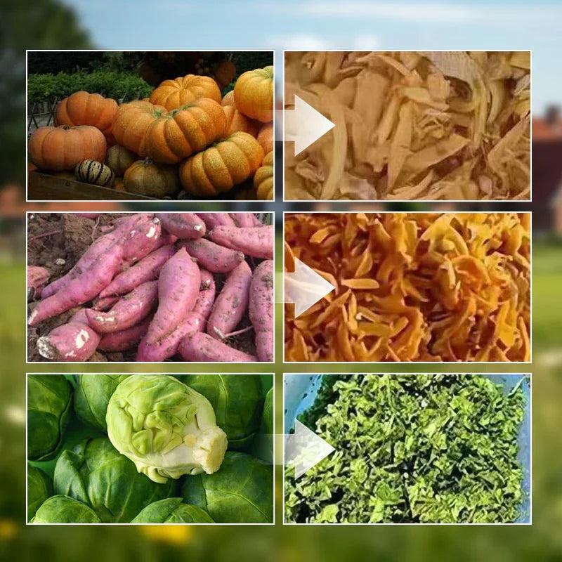 Fresh pumpkins, sweet potatoes, and cabbage shown before and after processing or drying.