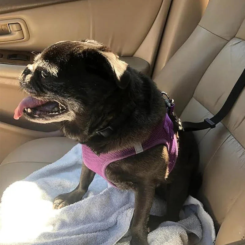 🔥Buy more save more🎁2-in-1 Dog Car Seat Belt & Walking Leash